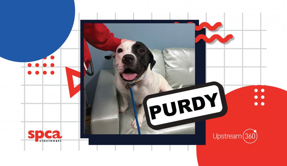 Dog of the Month Upstream 360